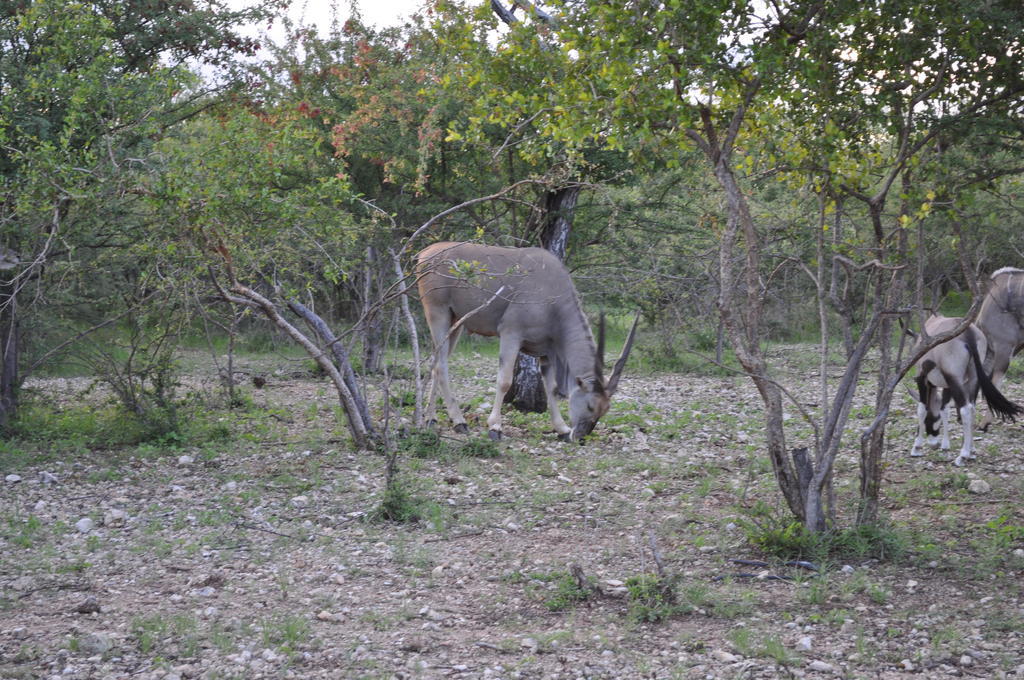 Etotongwe Lodge Outjo Dış mekan fotoğraf